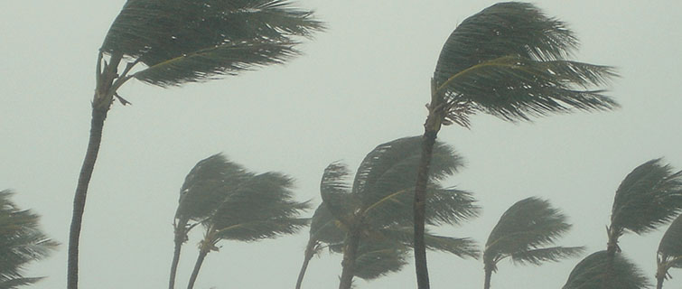 Trees in a hurricane